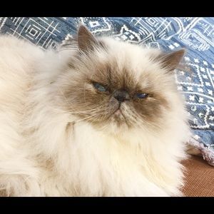 Meet your Posher, Dianne